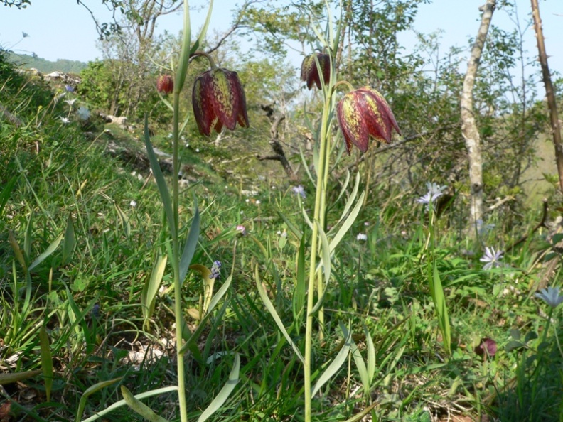 Fritillaria montana (= F. tenella) / Meleagride minore